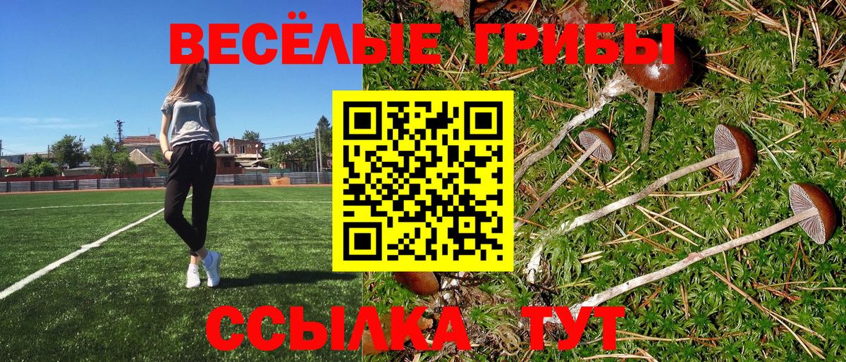 Галлюциногенные грибы Psilocybine cubensis Бирск